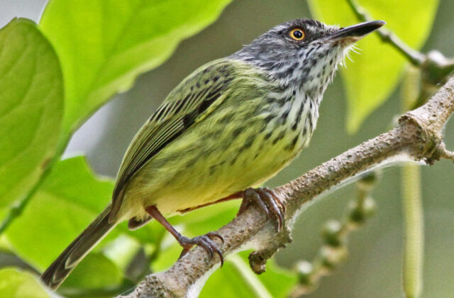 Spotted Tody-Flycatcher
