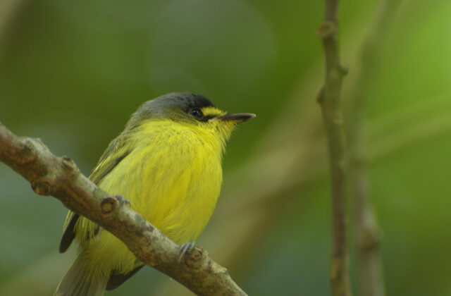 Yellow-lored Tody-Flycatcher