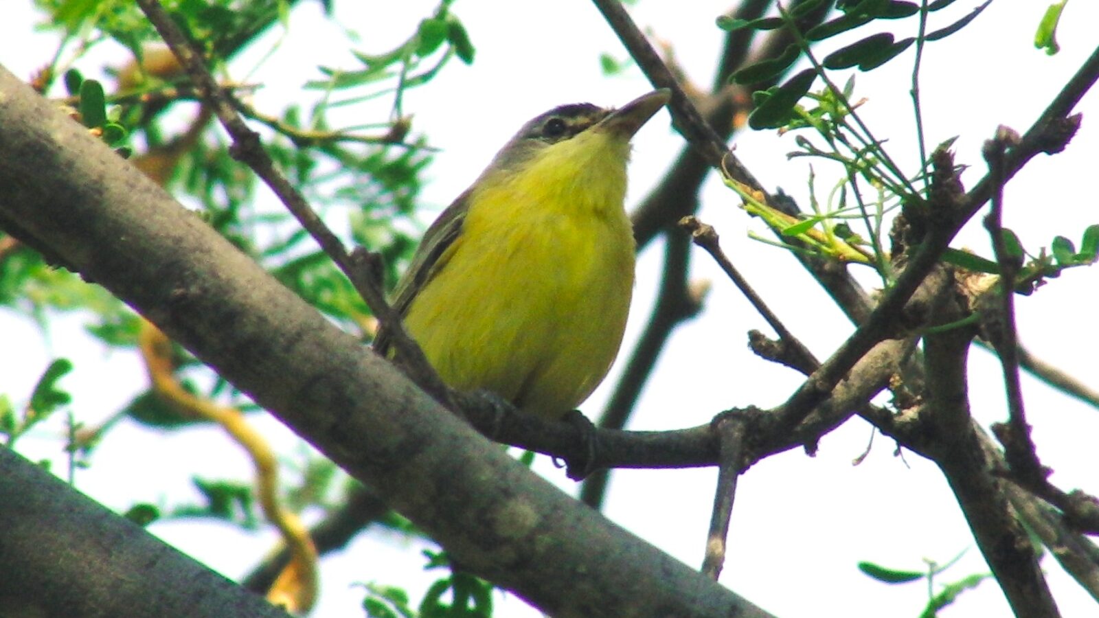 Maracaibo Tody-Flycatcher