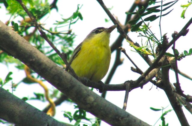 Maracaibo Tody-Flycatcher