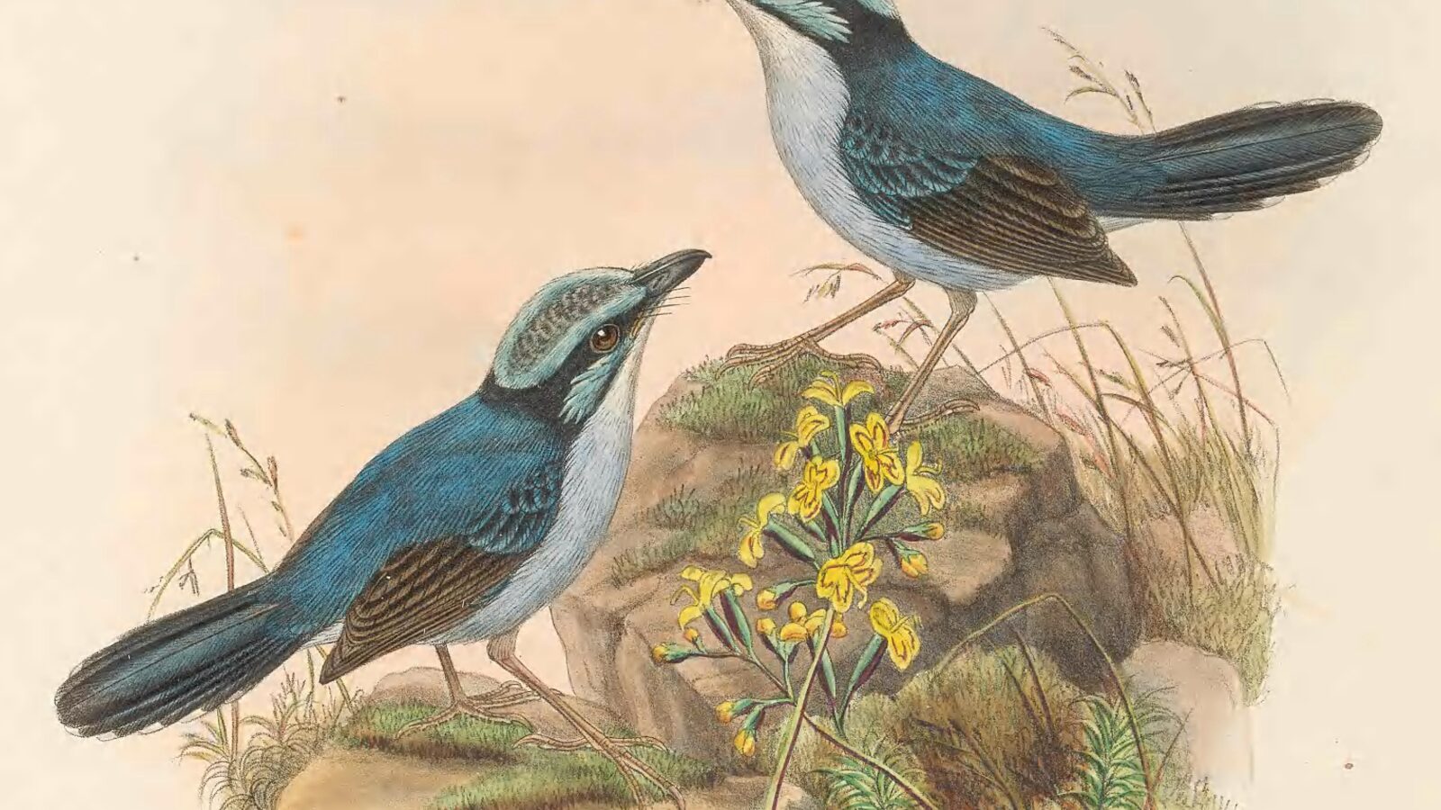 Broad-billed Fairywren