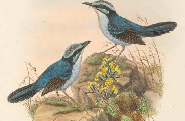 Broad-billed Fairywren