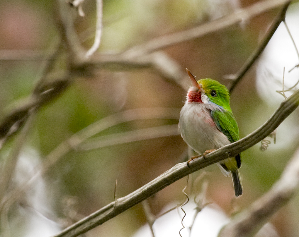 Cuban Tody