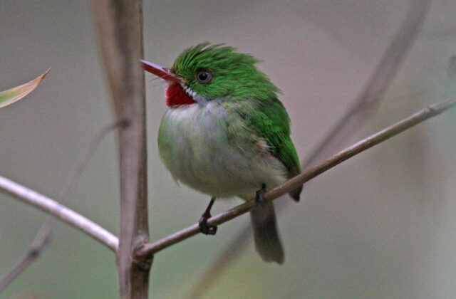 Jamaican Tody