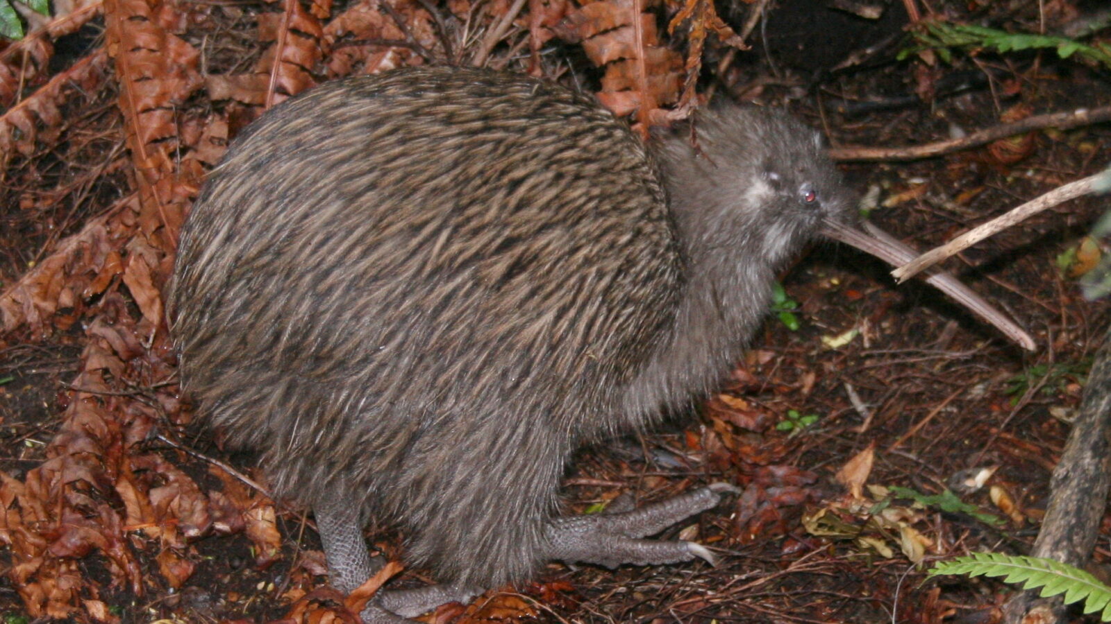 Southern Brown Kiwi