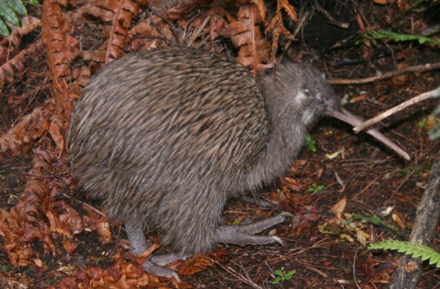 Southern Brown Kiwi