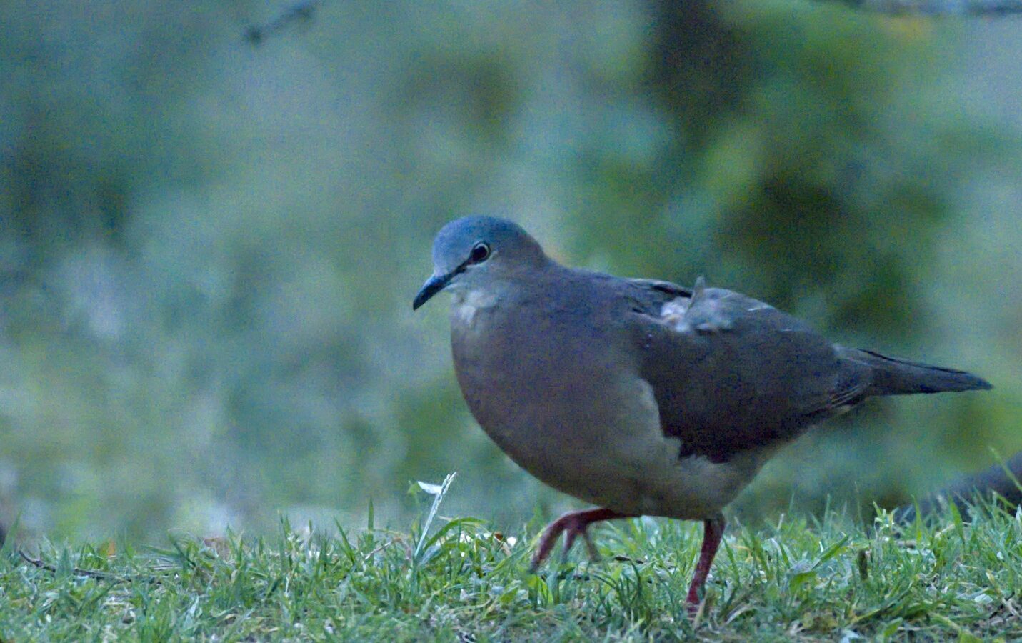 Tolima Dove