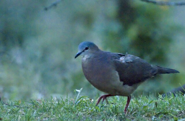 Tolima Dove