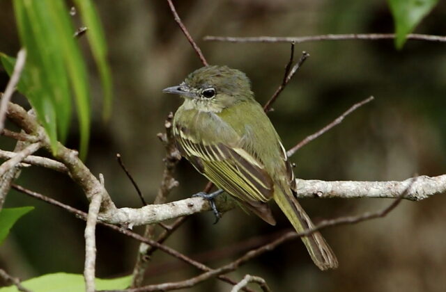Yellow-margined Flatbill