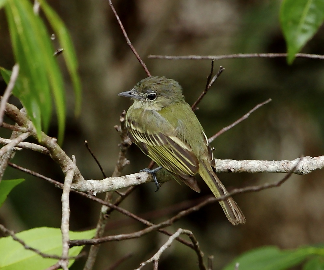 Yellow-margined Flatbill