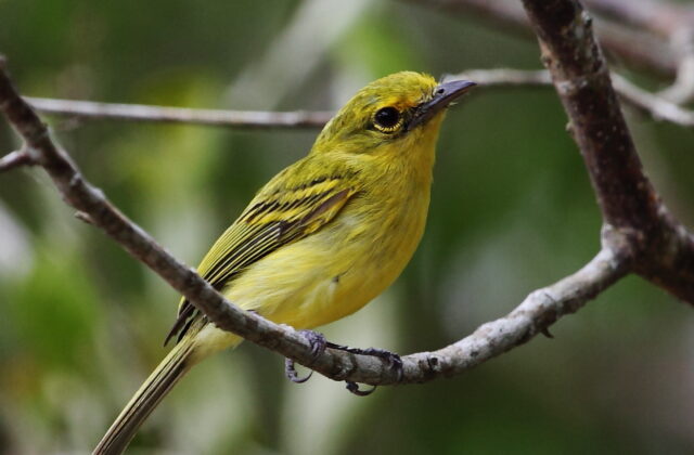 Ochre-lored Flatbill