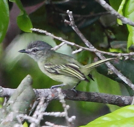 Grey-crowned Flatbill