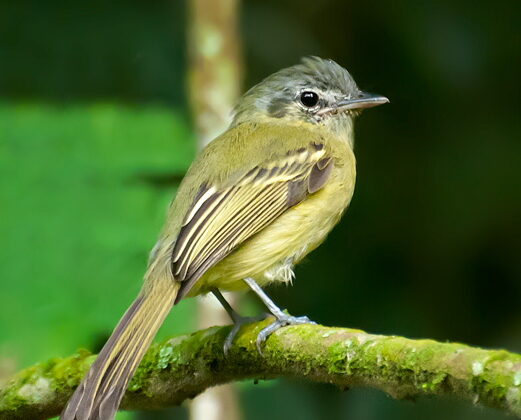 Yellow-olive Flatbill
