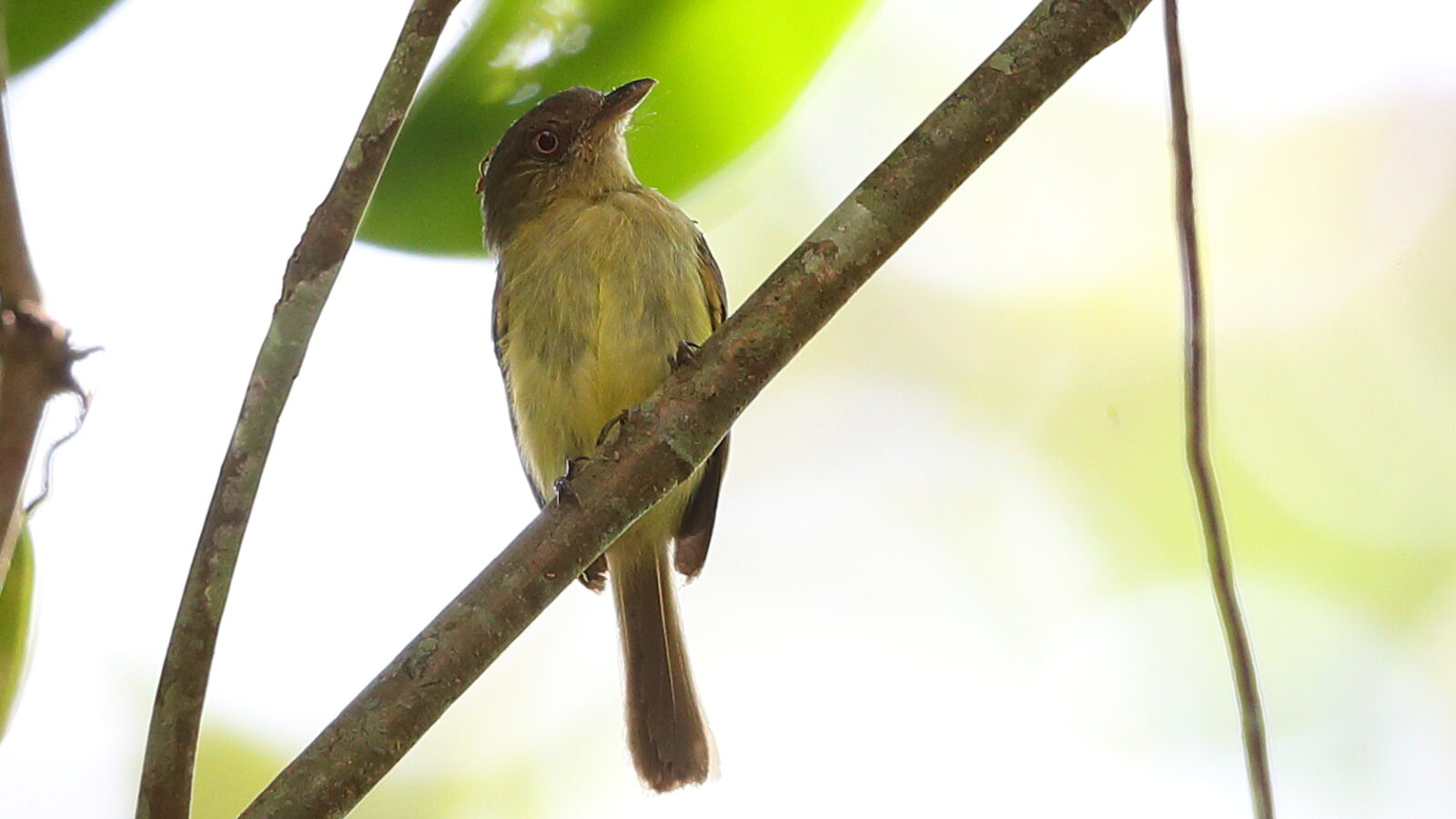 Orange-eyed Flatbill