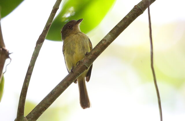 Orange-eyed Flatbill