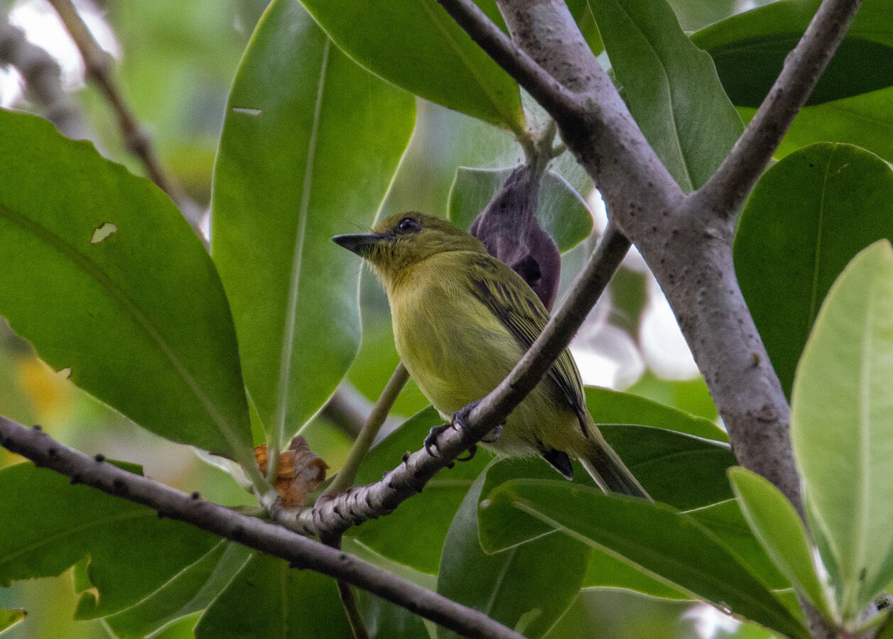Olive-faced Flatbill