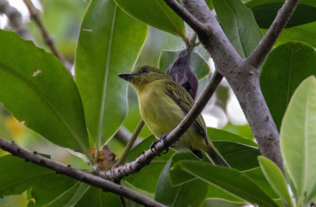 Olive-faced Flatbill