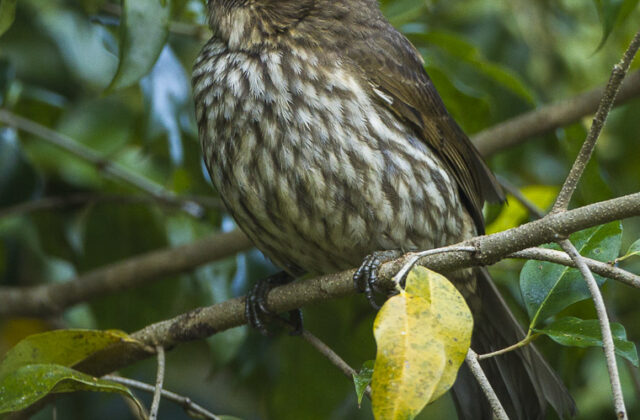 Tooth-billed Bowerbird