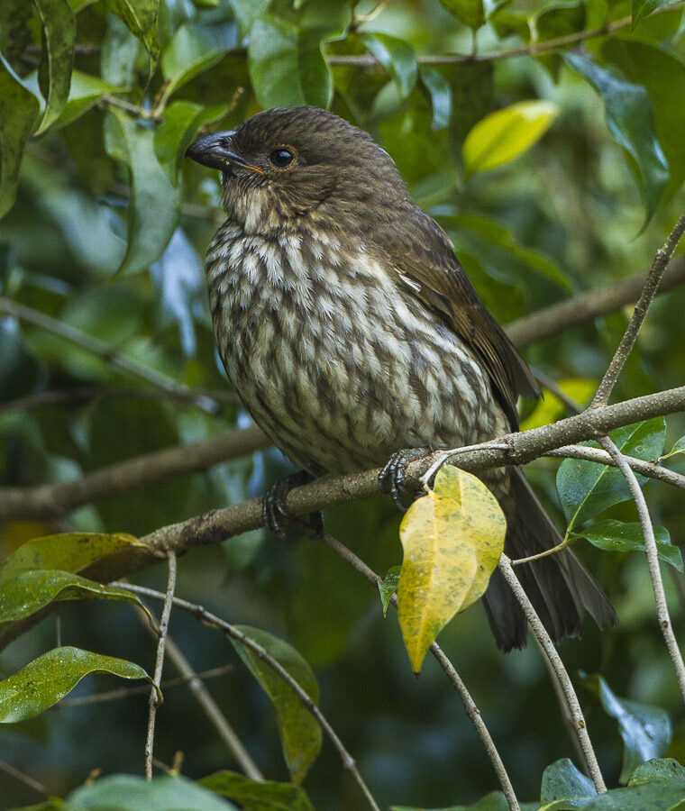 Tooth-billed Bowerbird