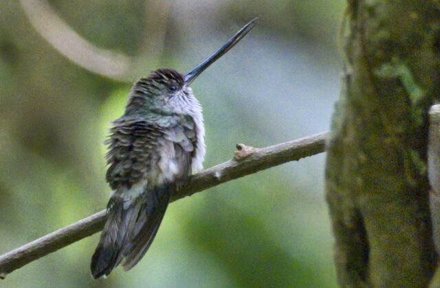Tooth-billed Hummingbird