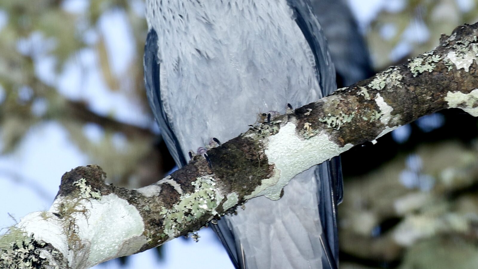 Topknot Pigeon