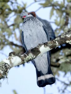 Topknot Pigeon