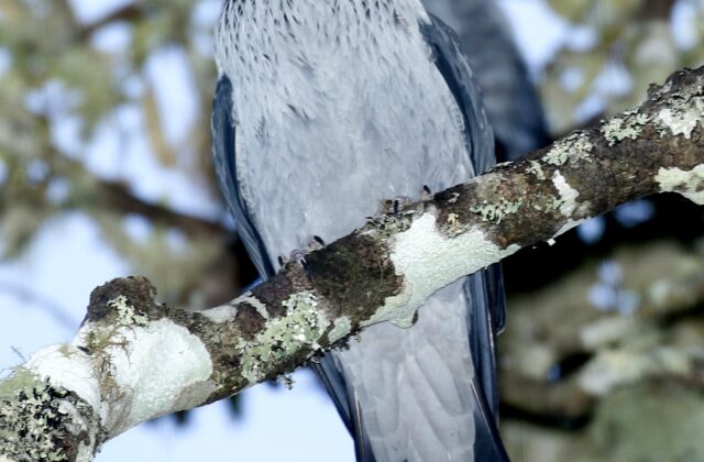 Topknot Pigeon