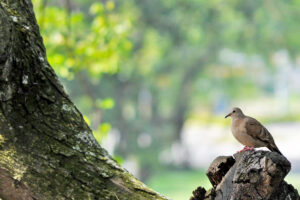 Plain-breasted Ground Dove