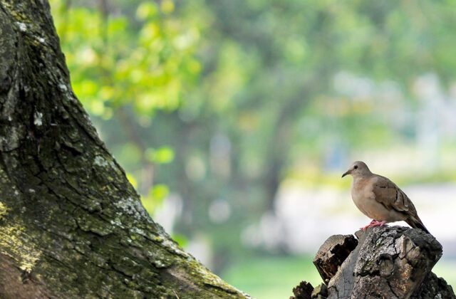 Plain-breasted Ground Dove