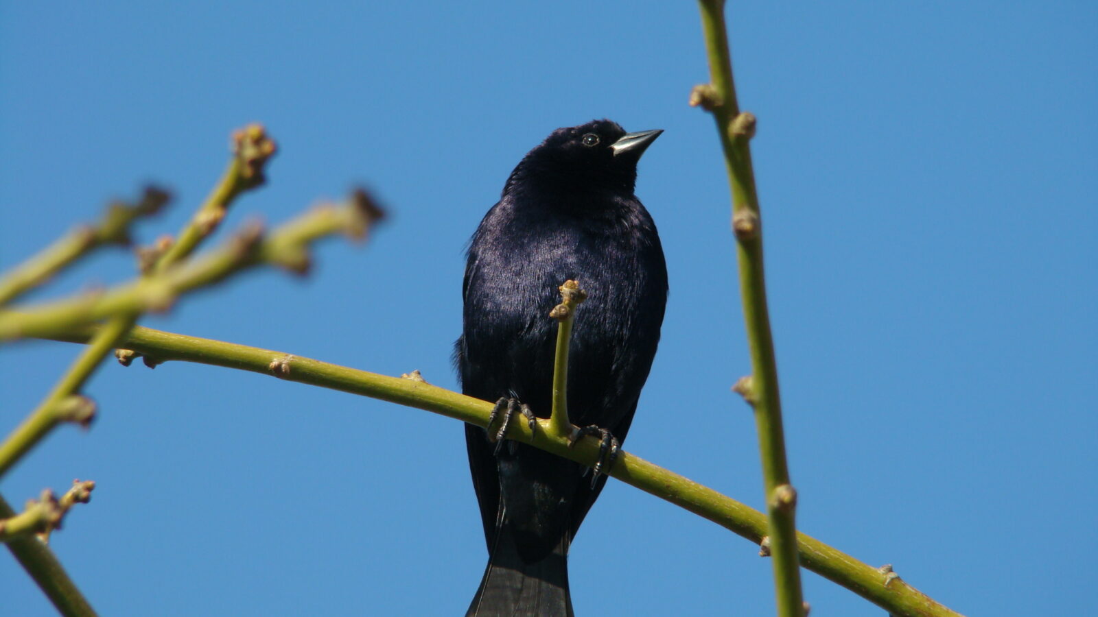 Shiny Cowbird