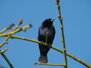 Shiny Cowbird