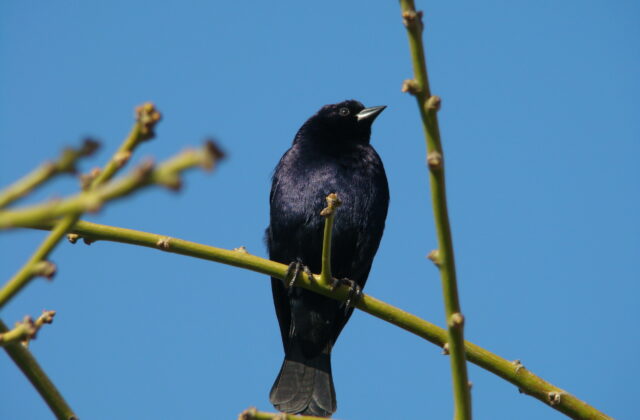 Shiny Cowbird