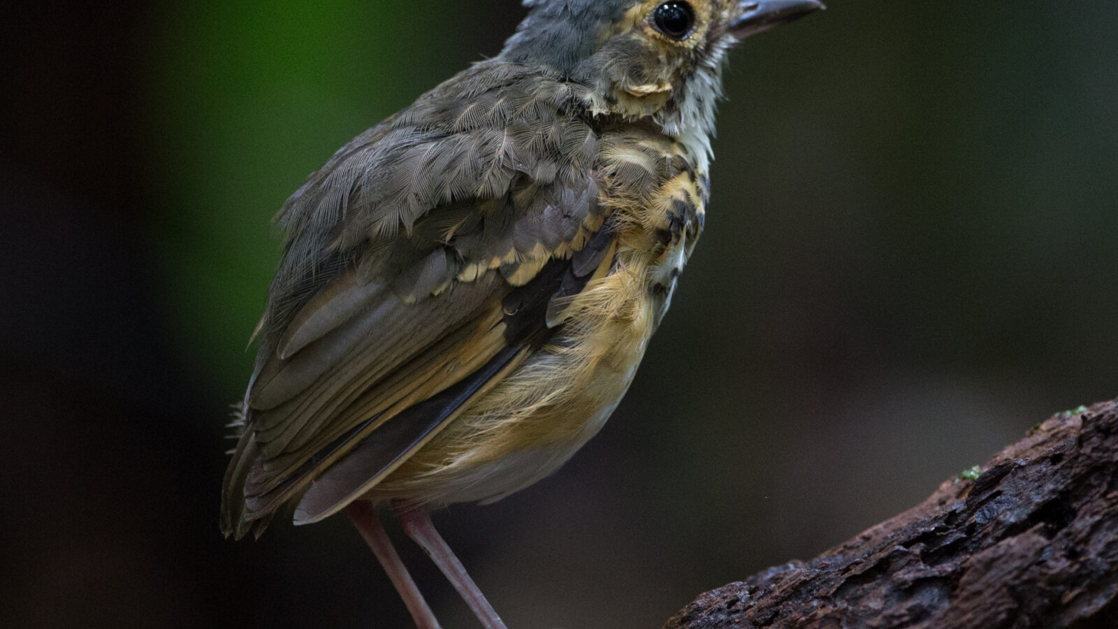 Spotted Antpitta
