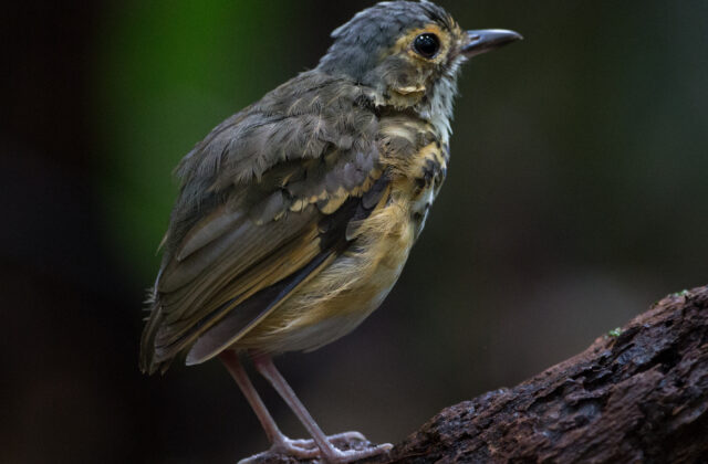 Spotted Antpitta