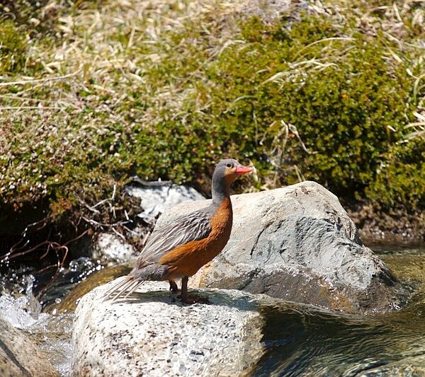 Torrent Duck