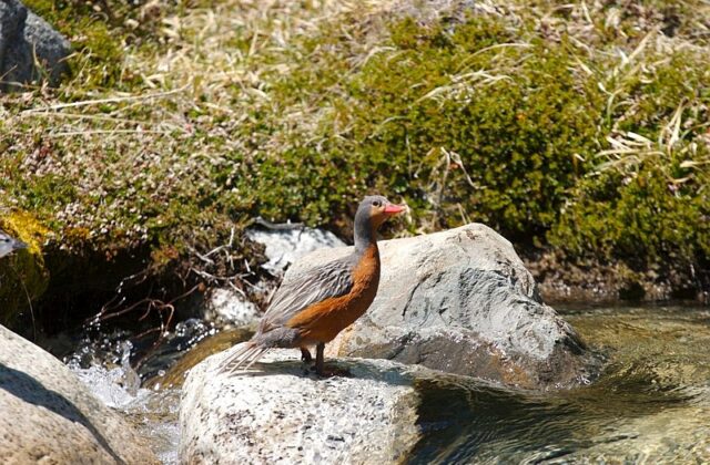 Torrent Duck