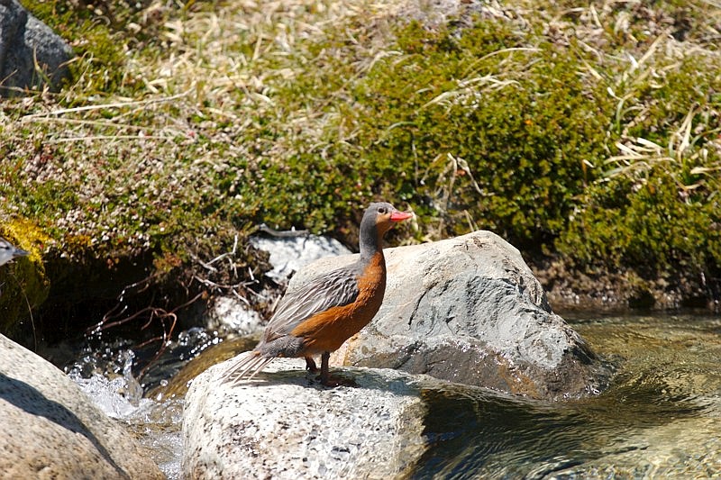Torrent Duck