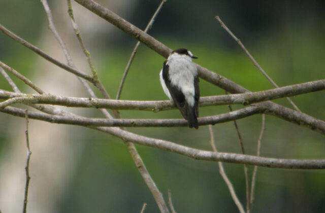 Torrent Flyrobin