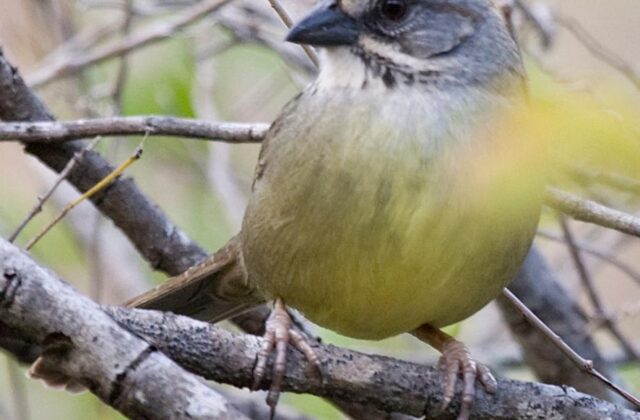 Zapata Sparrow