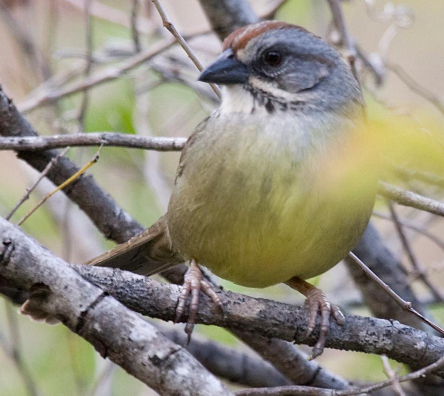 Zapata Sparrow