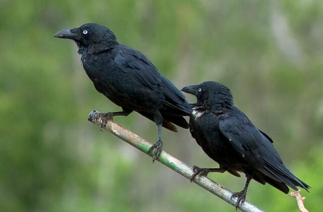 Torresian Crow