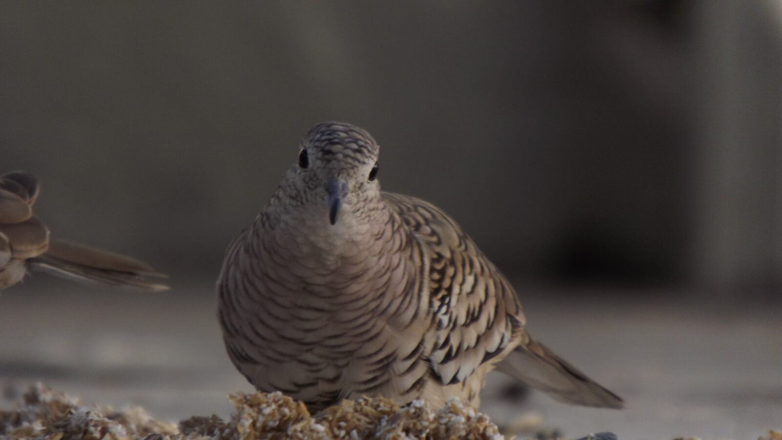 Scaled Dove
