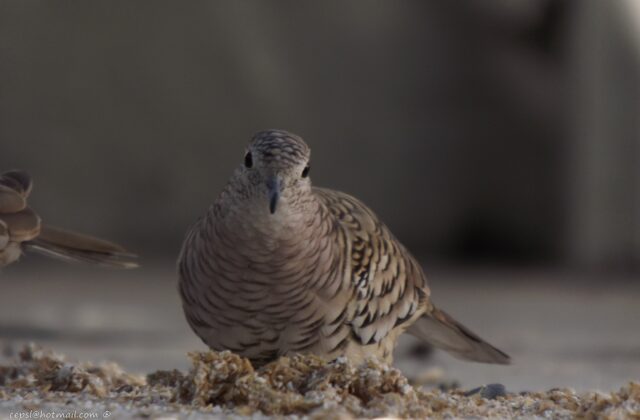 Scaled Dove