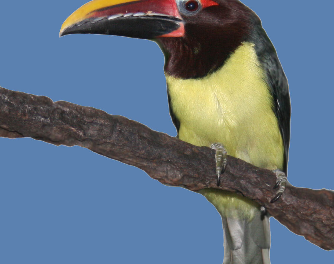 Green Aracari