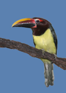 Green Aracari