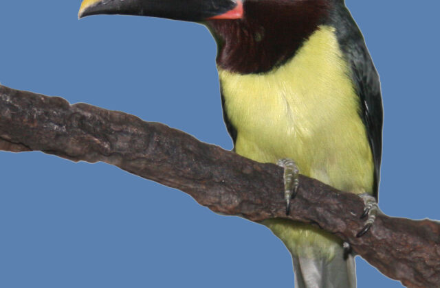 Green Aracari