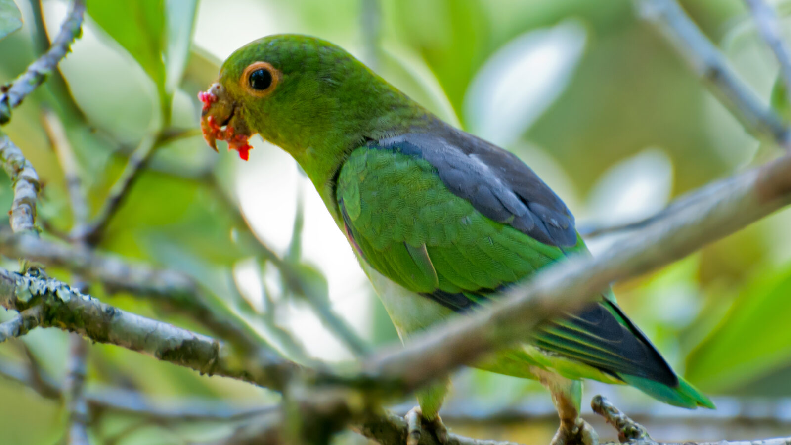 Brown-backed Parrotlet