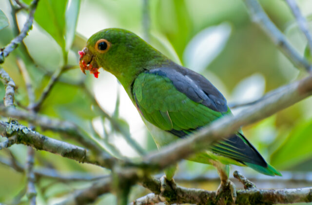 Brown-backed Parrotlet