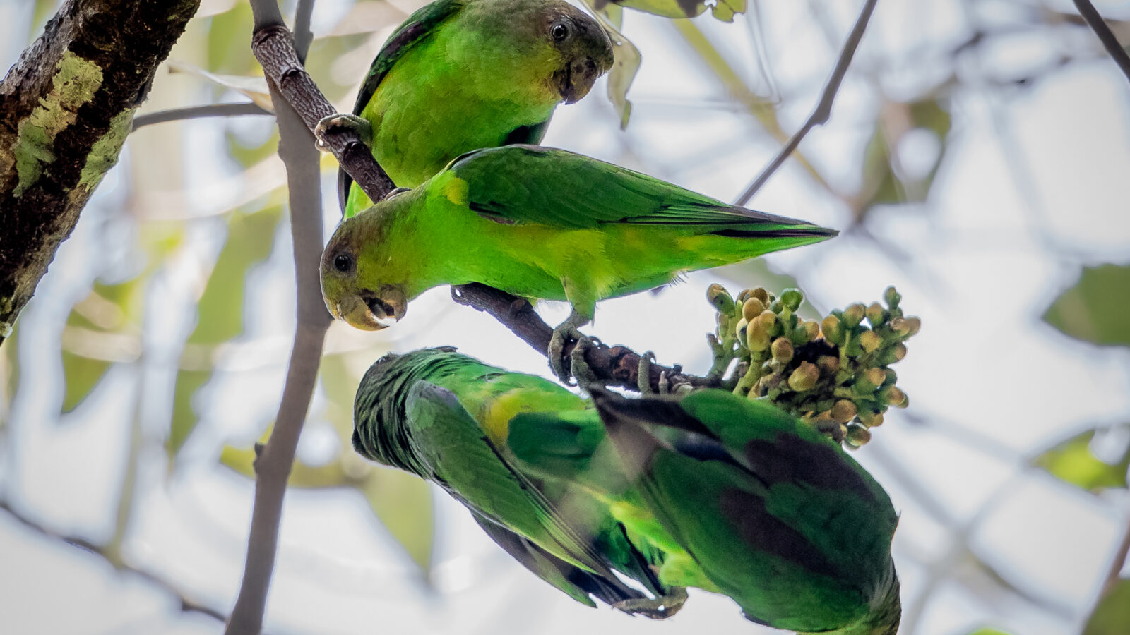Sapphire-rumped Parrotlet