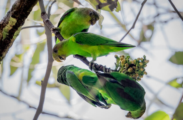 Sapphire-rumped Parrotlet